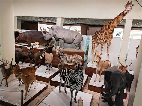 Kauno zoologijos muziejus nakties apžvalga