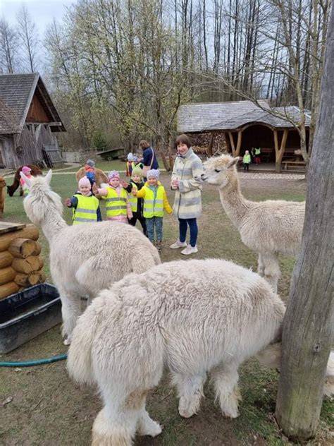 Alpakų edukacinė kelionė Kauno rajone