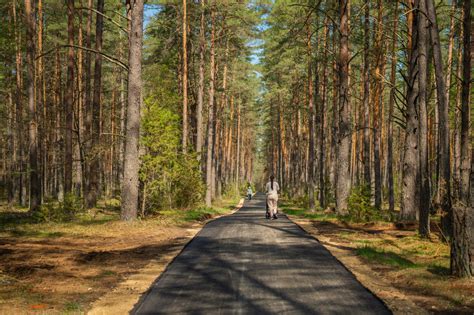 Druskininkų pušynų takai žiemą