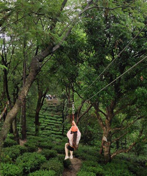 Zipline skrydžių vaizdai virš parko