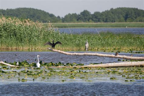 tilto kuršių mariose iliustracija