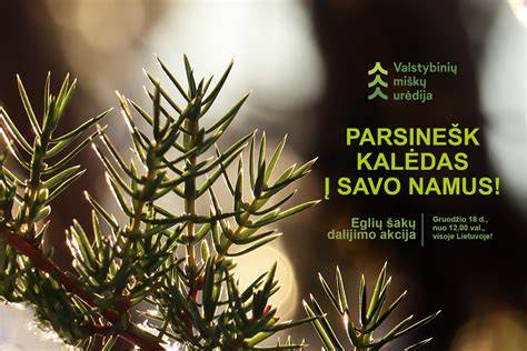pušų ir eglių įvairovė želdinyje