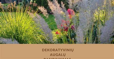 nuodingos augalų savybės